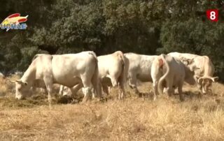 mejora genética charolesa